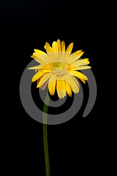 Yellow flower gerbera close-up on black background