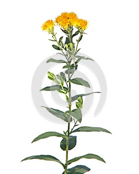 Yellow flower of German elecampane isolated on white. Inula Germanica