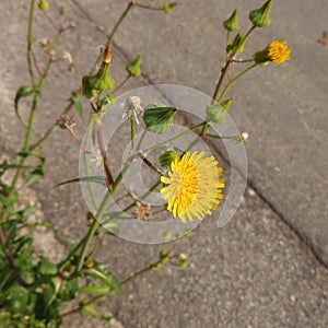 Yellow flower girasol Sunflower photo