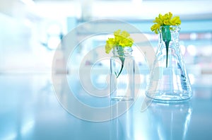 Yellow flower in glass flask and vial in biology plant science