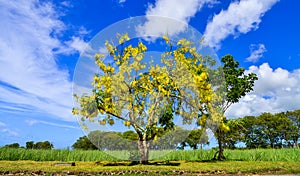 Yellow flower of Golden shower Cassia fistula