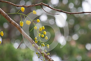 Yellow flower of Golden shower Cassia fistula