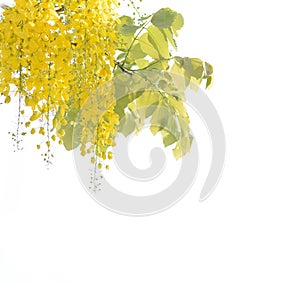 Yellow flower, Golden Shower Tree