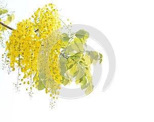 Yellow flower, Golden Shower Tree