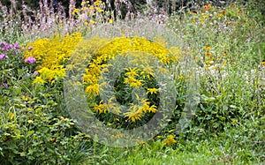 Yellow flower goldenrod. Solidago