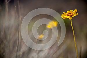 Yellow flower in Grand Canyon National Park, Arizona, USA