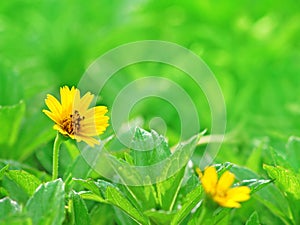 Yellow flower on grass