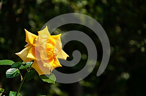 Yellow flower on a green background