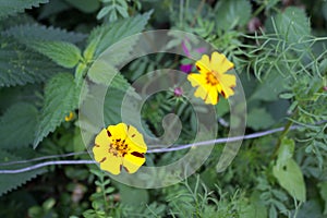 Yellow Flower with green background, Coreopsis lanceolata