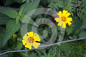 Yellow Flower with green background, Coreopsis lanceolata