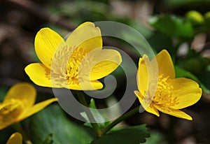 Yellow flower on green background