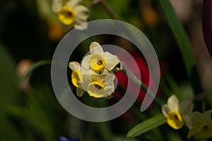 Yellow flower on a green background during spring