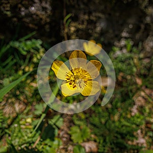 Yellow flower from a cenital view photo