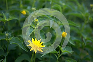 Yellow flower on a green flower bed. Natural background