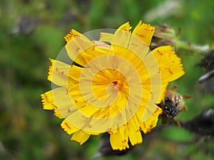 Yellow flower on green garden background