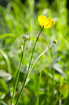 Yellow flower and green grass