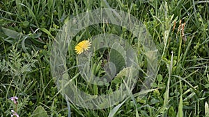 yellow flower on green grass