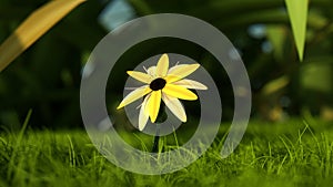 Yellow Flower on Green Grass