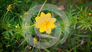 Yellow flower on green grass background