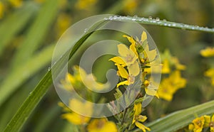 yellow flower in green grass after rain, raindrops