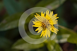 Yellow Flower with green leaf.