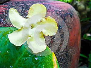 Yellow flower and green leaf on red jar background