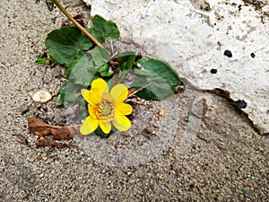 Yellow flower with green leafes on the street in spring