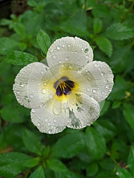 Yellow flower and green leaver in background with water afterrain photo