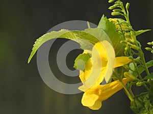 Yellow flower with green leaves