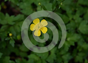 Yellow flower and green leaves of a creeping buttercup plant in a forest.