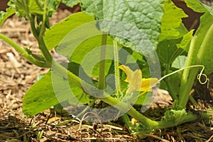 Yellow flower and green leaves of a cucumber plant in the garden