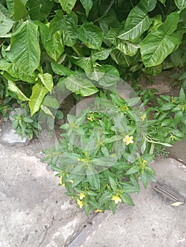 Yellow flower in green tree with green leafs