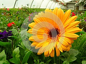 Yellow Flower in Greenhouse