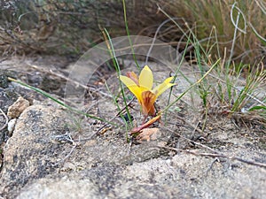 Yellow flower groing out of rocks