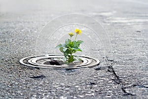 Yellow flower growing in broken metal pipe on street