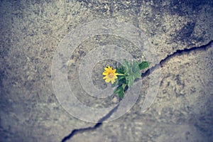 Yellow flower growing on crack grunge wall