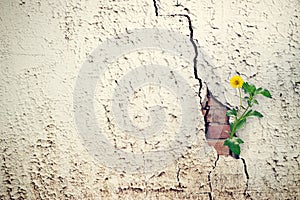 Yellow flower growing on crack grunge wall