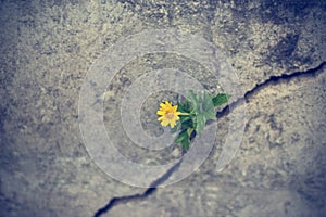 Yellow flower growing on crack grunge wall photo
