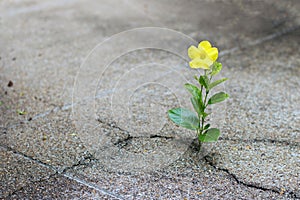 Yellow flower growing on crack street, hope concept