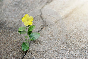 Yellow flower growing on crack street, hope concept