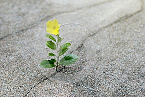 Yellow flower growing on crack street, hope concept