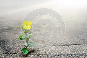 Yellow flower growing on crack street, hope concept photo