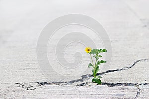 Yellow flower growing on crack street, soft focus photo