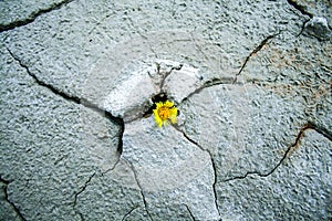 yellow flower growing in cracked land climate change global warming