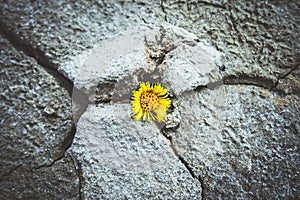 yellow flower growing in cracked land climate change global warming