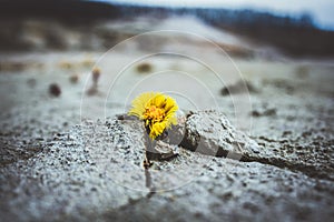 yellow flower growing in cracked land climate change global warming