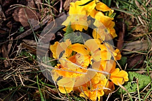 a yellow flower is growing in the grass and the grass is yellow parsley