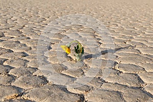 Yellow flower growing out of cracks in the earth