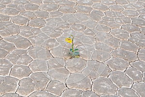 Yellow flower growing out of cracks in the earth in desert