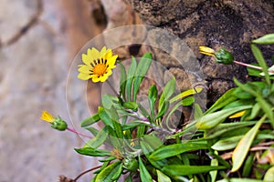 A yellow flower by the rocks